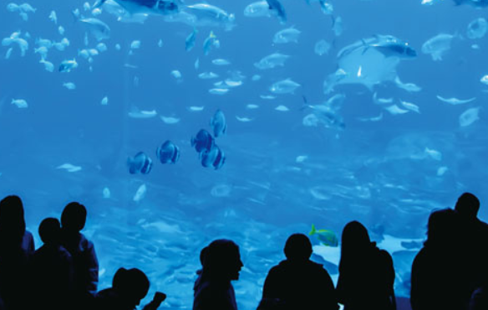 傷にも強い(水族館の水槽)